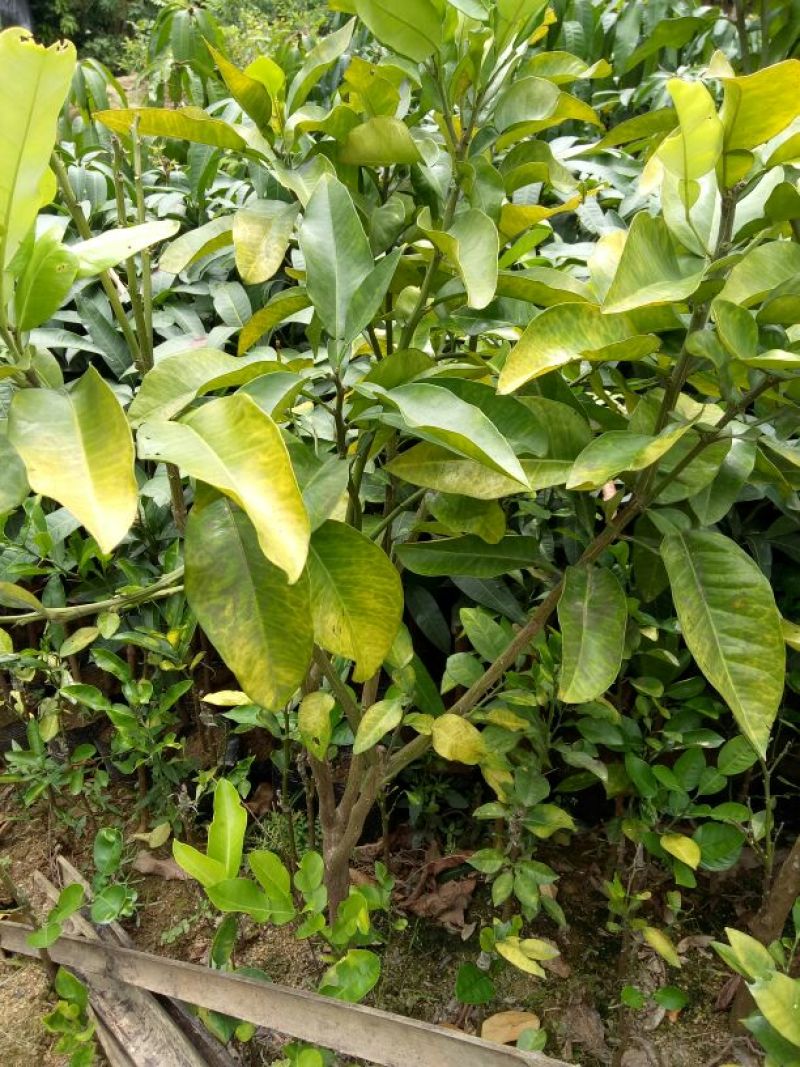三红蜜柚苗