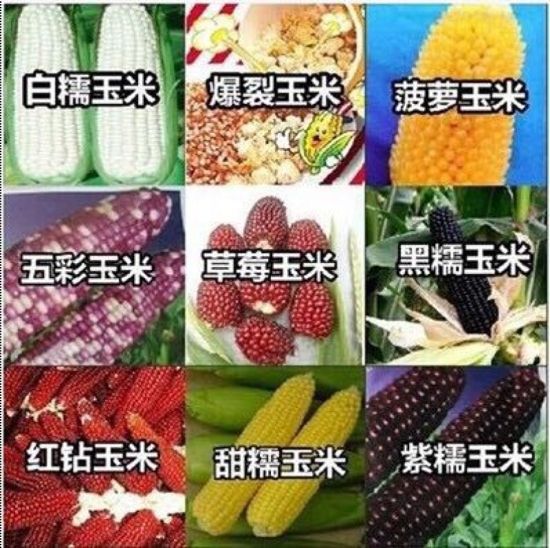 玉米种子
