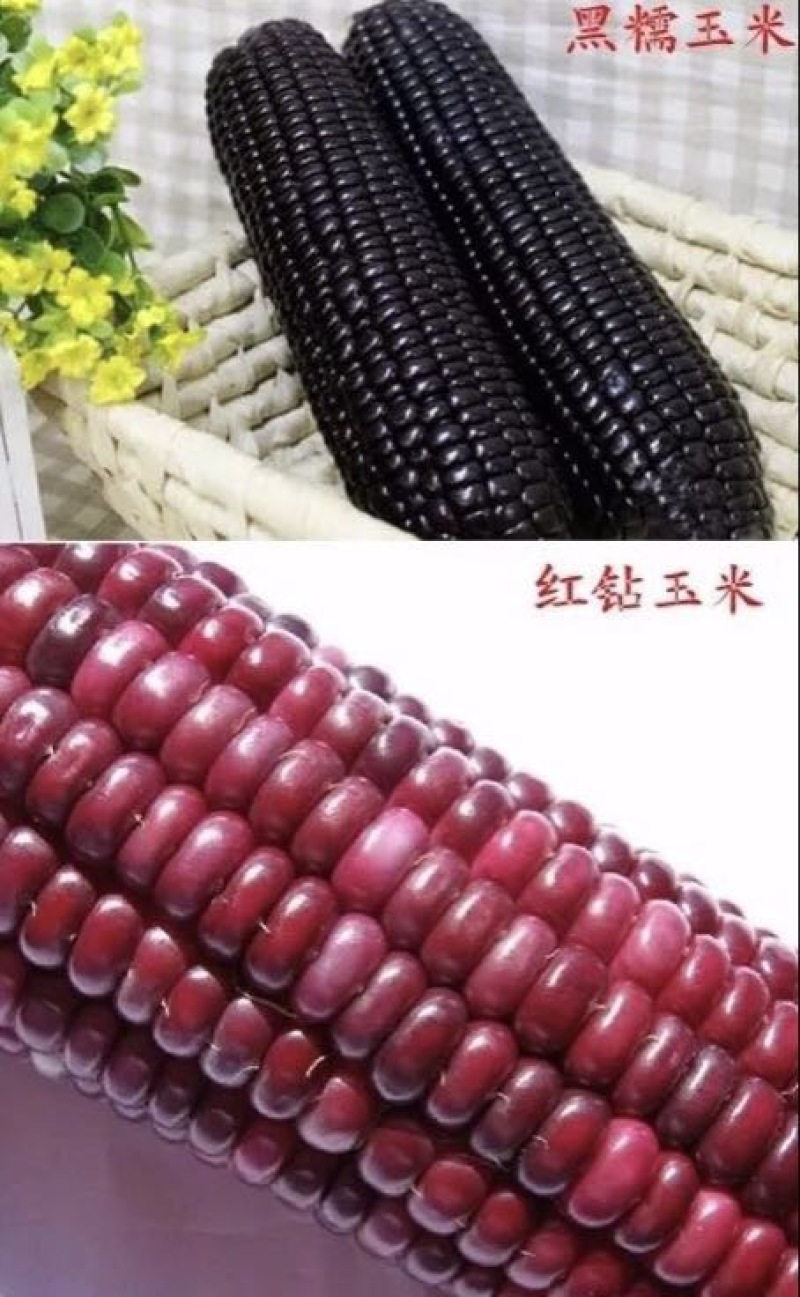 玉米种子