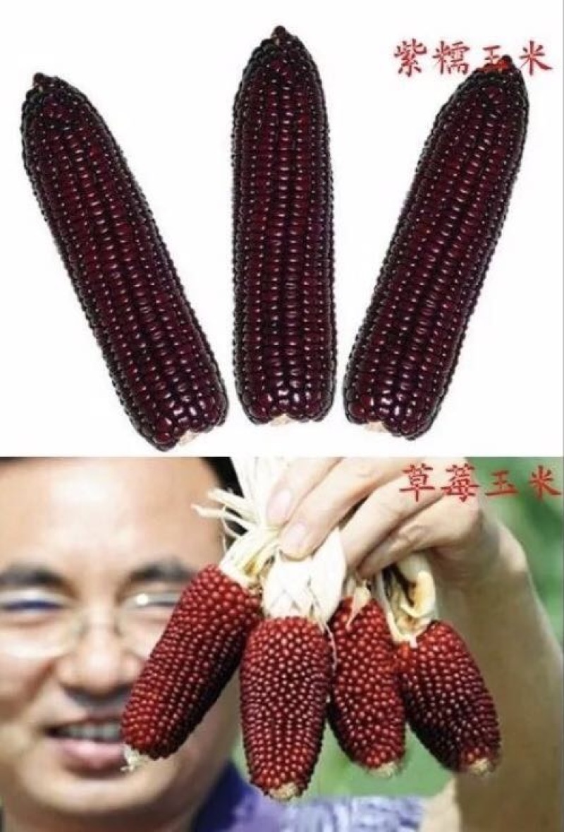 玉米种子