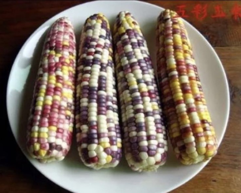 玉米种子