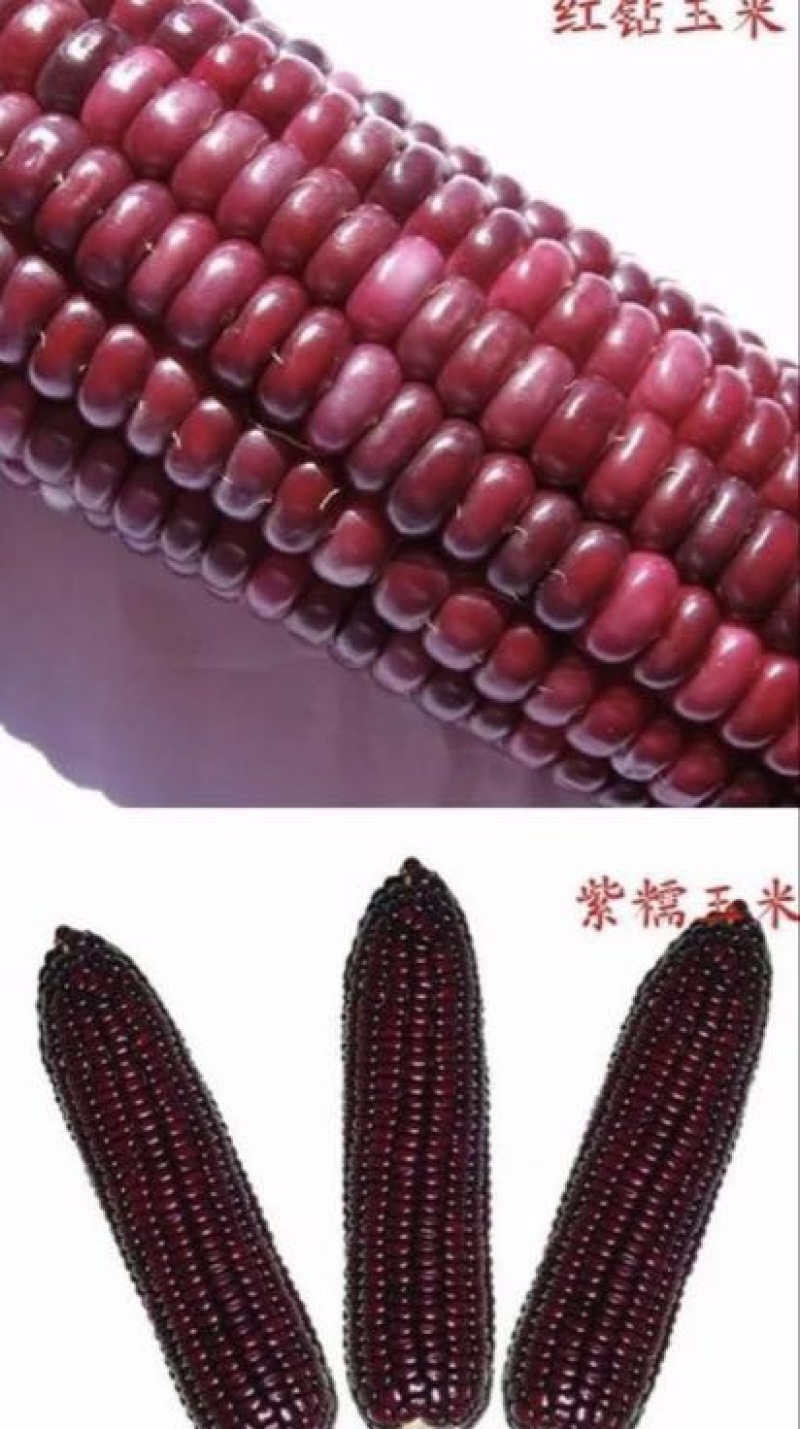 玉米种子