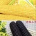 玉米种子