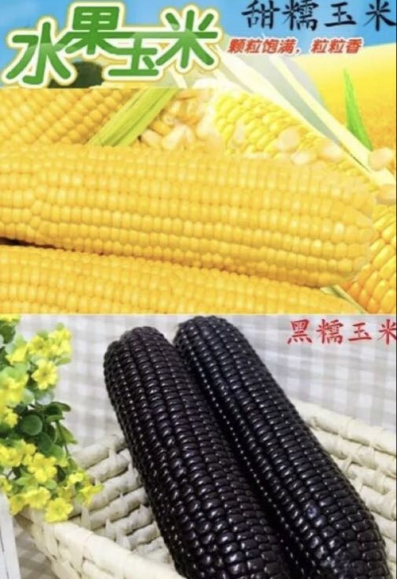 玉米种子