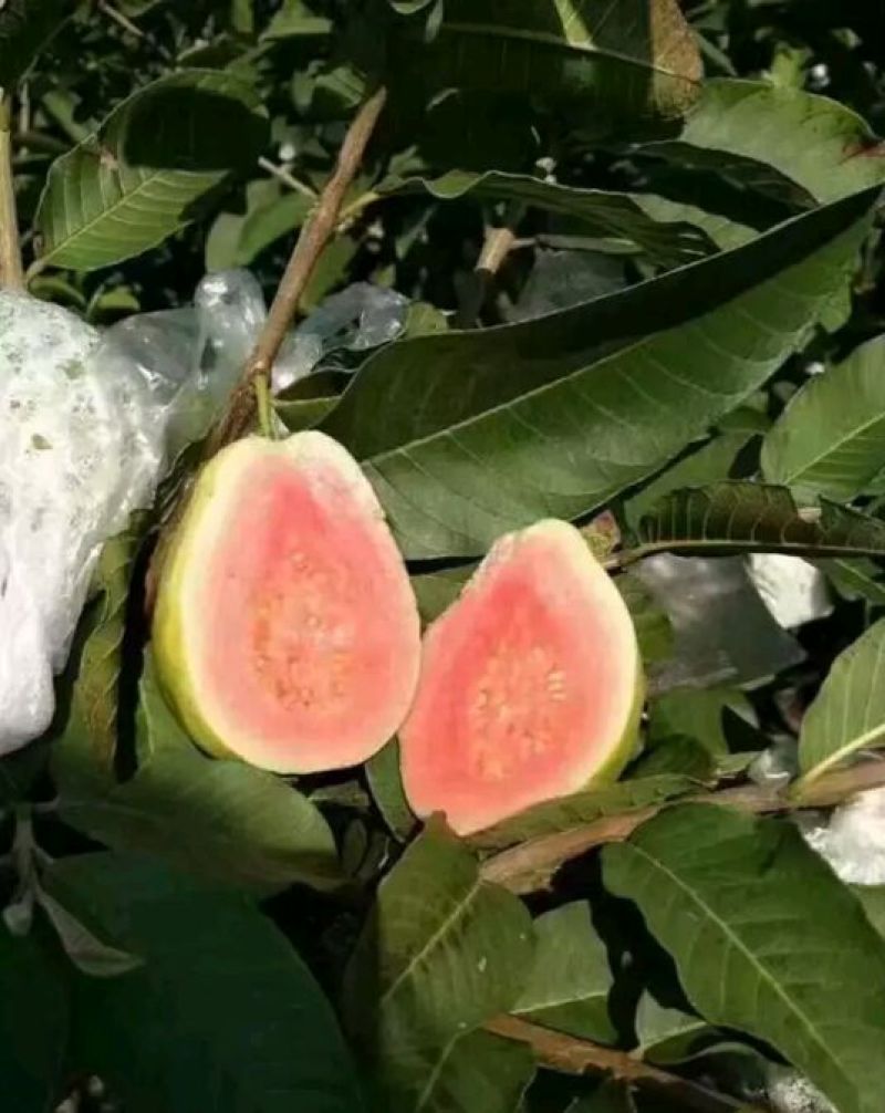 西瓜番石榴苗30~50cm