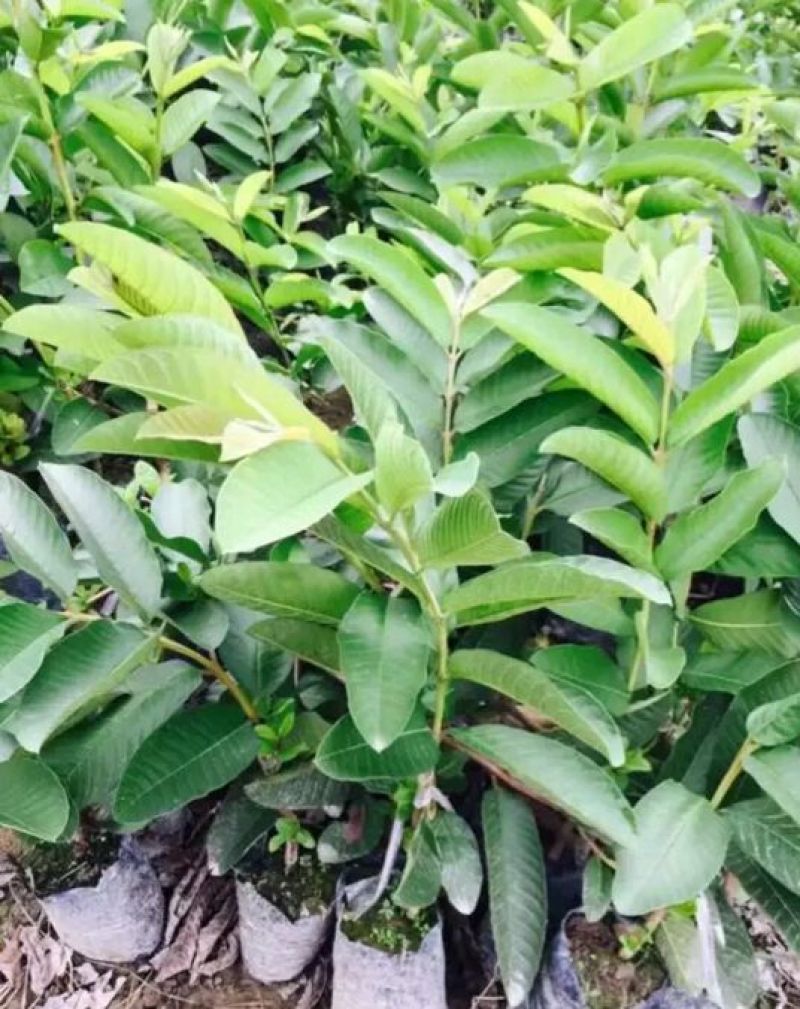 西瓜番石榴苗30~50cm