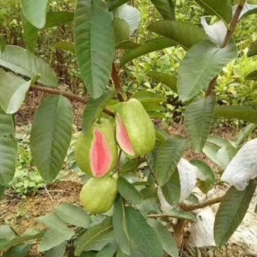 西瓜番石榴苗30~50cm