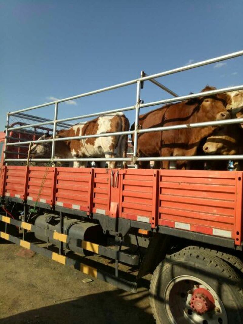 西门塔尔牛犊400~500kg