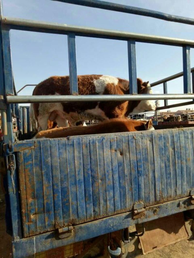西门塔尔牛犊400~500kg