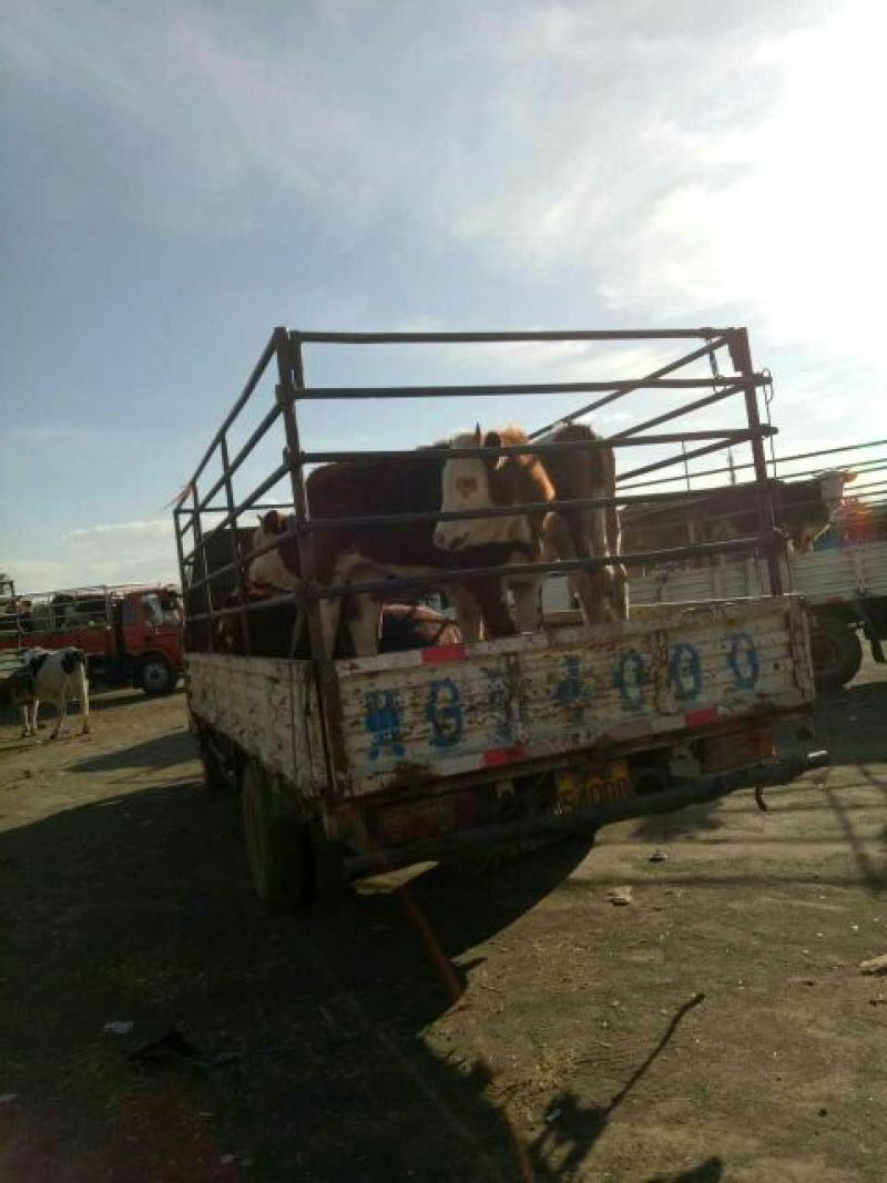 西门塔尔牛犊400~500kg