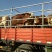 西门塔尔牛犊400~500kg