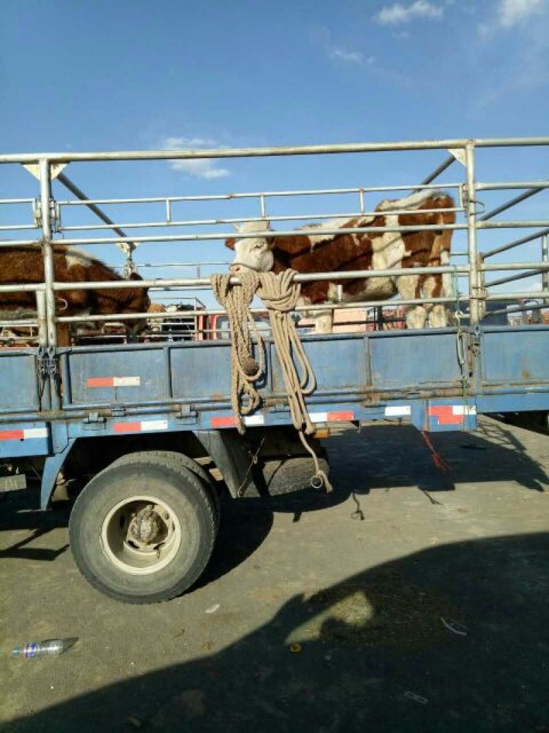 西门塔尔牛犊400~500kg