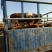 西门塔尔牛犊400~500kg