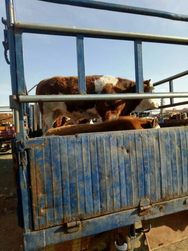 西门塔尔牛犊400~500kg