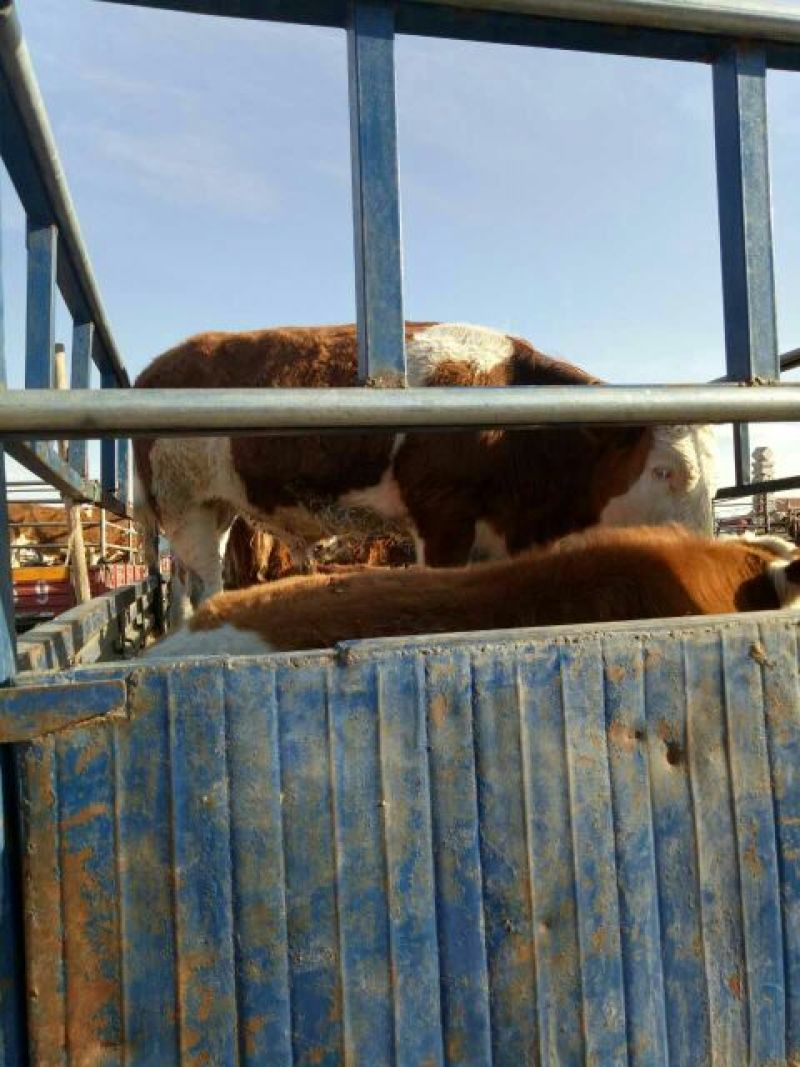 西门塔尔牛犊400~500kg