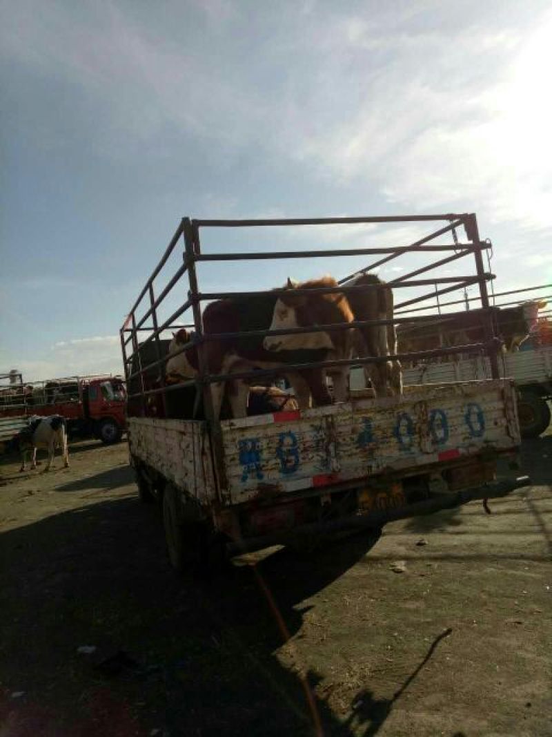 西门塔尔牛犊400~500kg