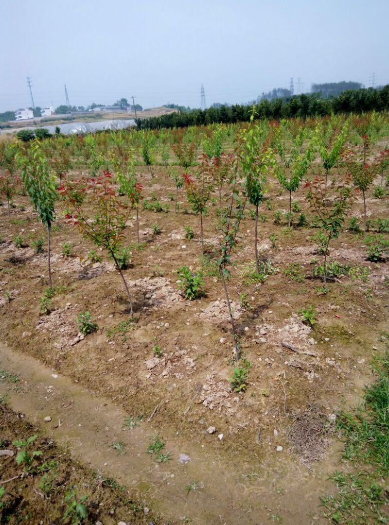 菊花茶特级