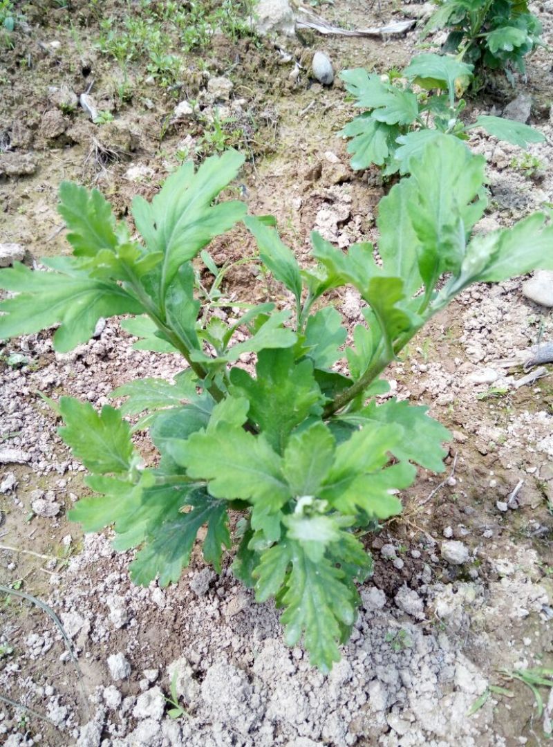 菊花茶特级