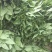 【实力发货】三青皮莴笋莴笋产地发货供市场超市质量好欢迎来电