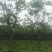 栾树14~16cm14~16cm3~3.5米