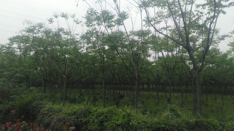 栾树14~16cm14~16cm3~3.5米