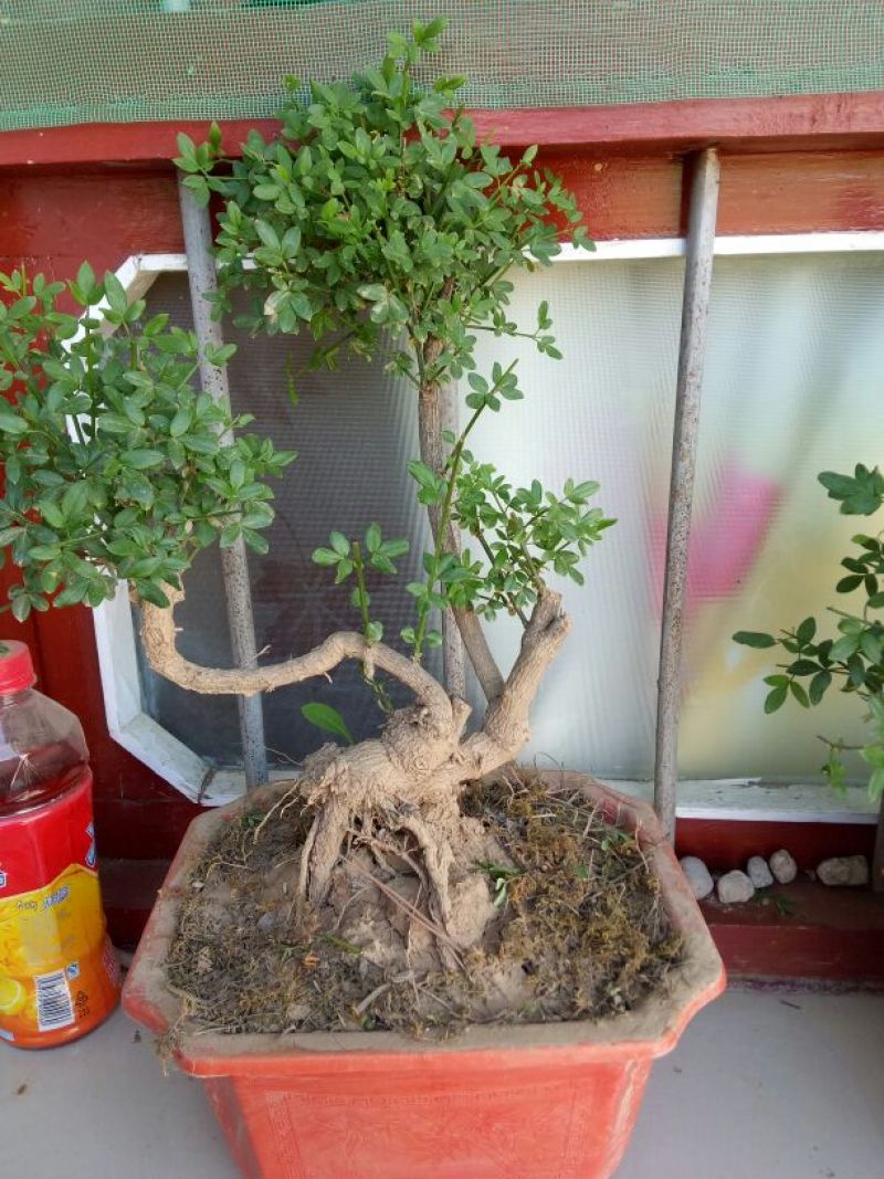 美奇特迎春100颗起通货迎春盆景需要的联系我量大
