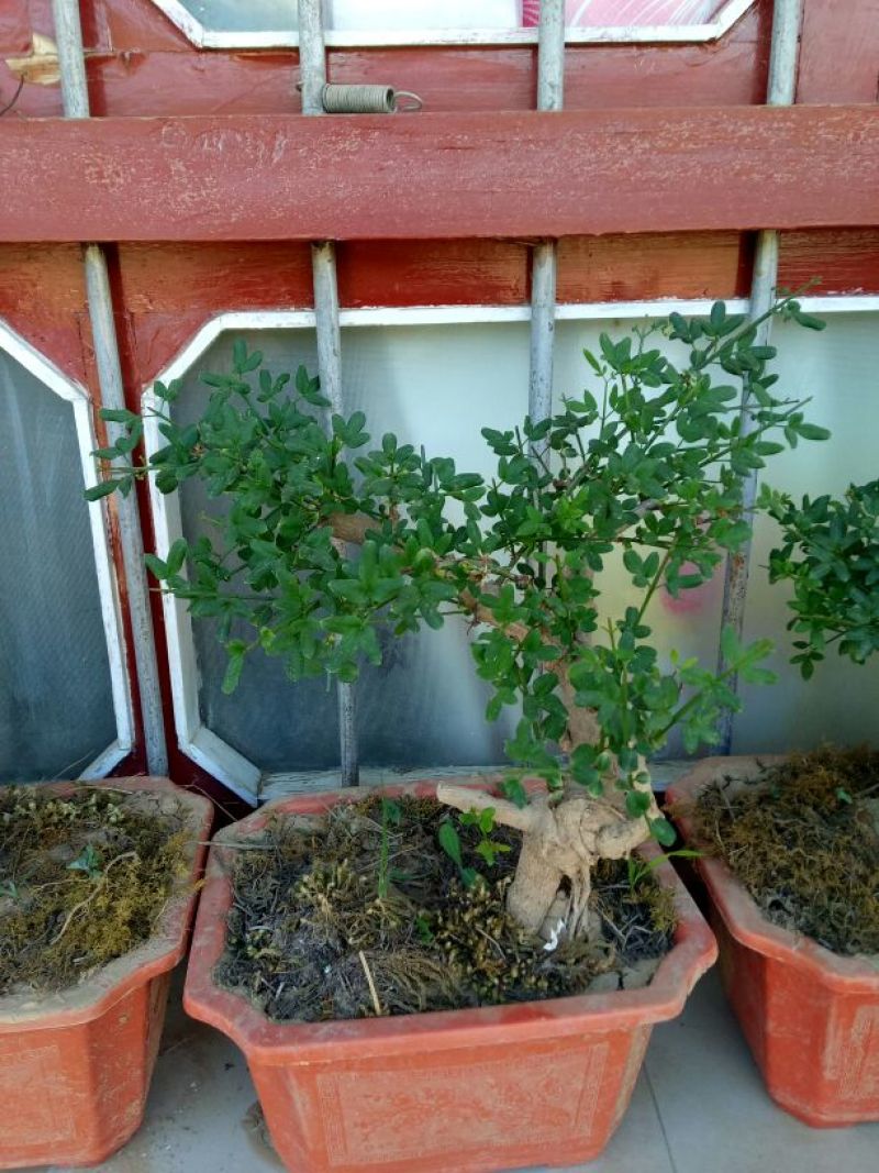 美奇特迎春100颗起通货迎春盆景需要的联系我量大
