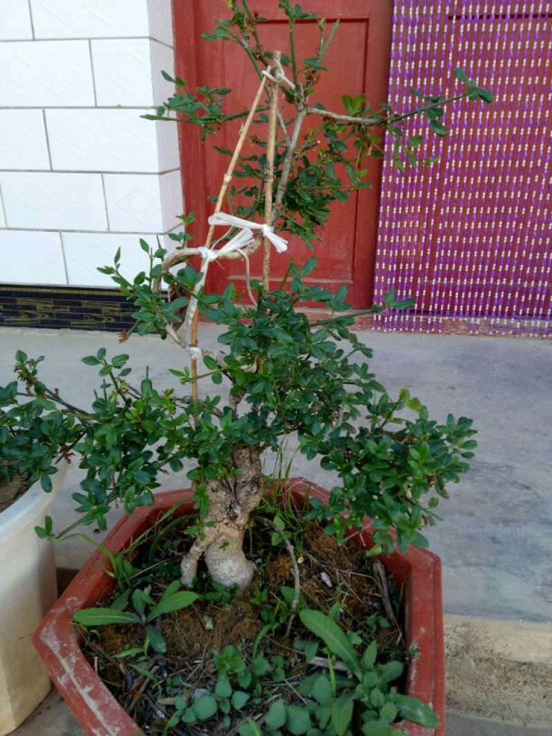 美奇特迎春100颗起通货迎春盆景需要的联系我量大