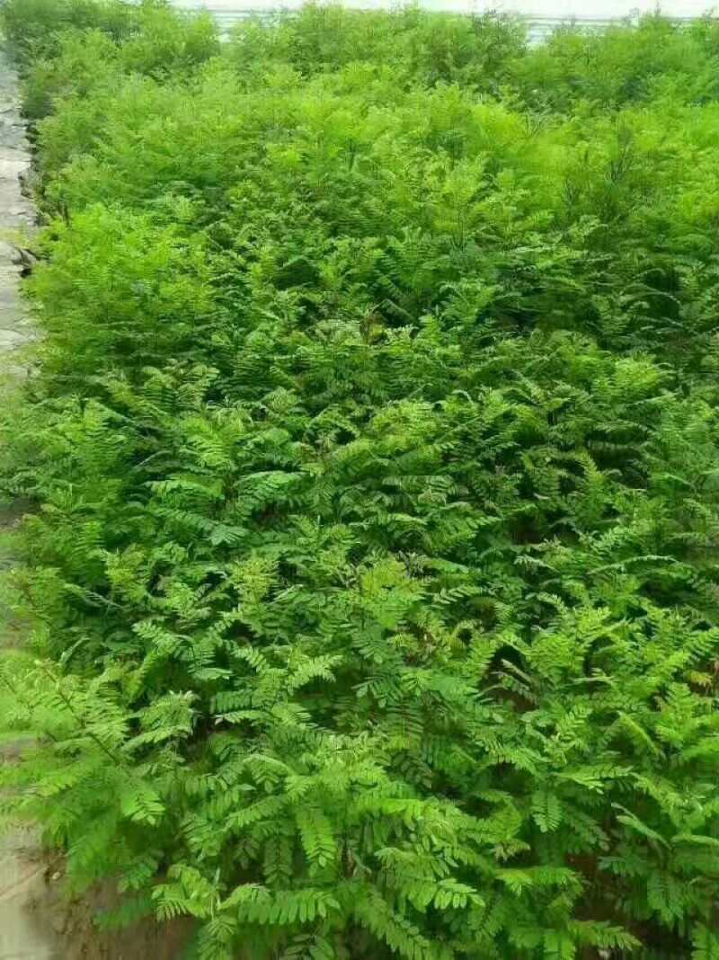 紫穗槐2cm以下0.5~1米槐树现货基地供应，欢迎来