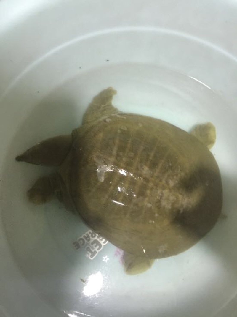 野生甲鱼