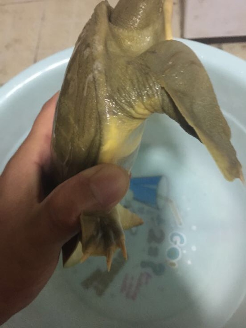 野生甲鱼