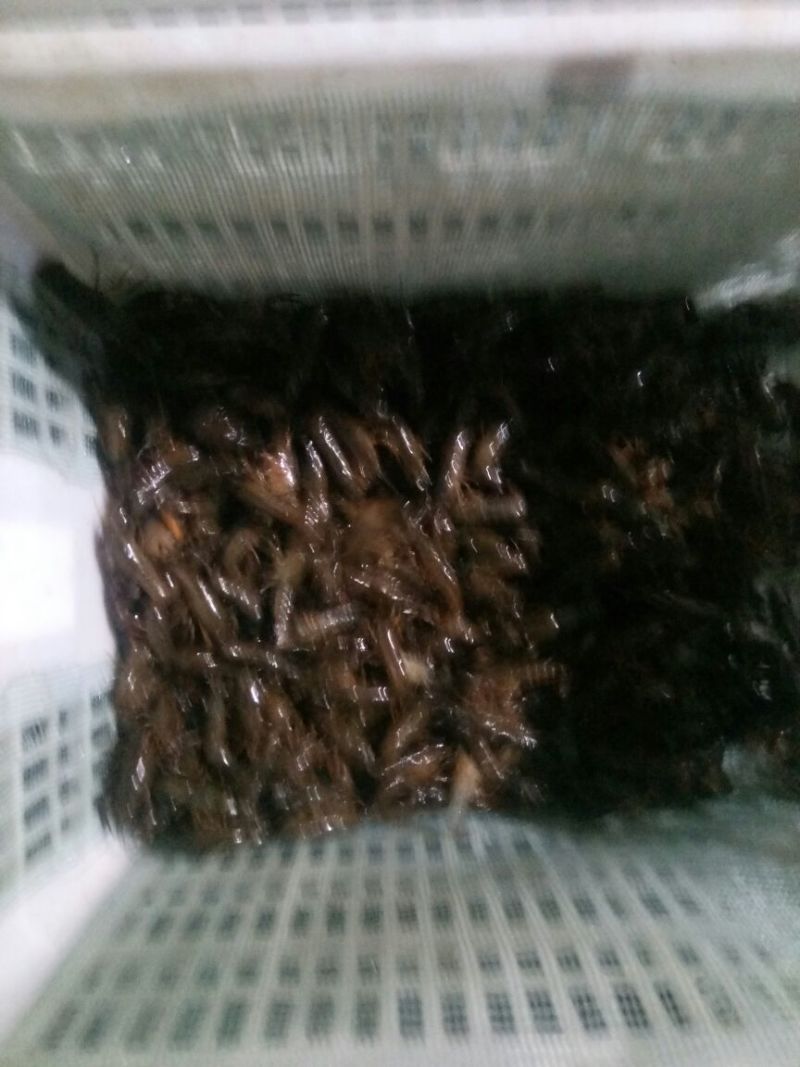 湖北洪湖大量出售优质虾苗！！！！！！！！