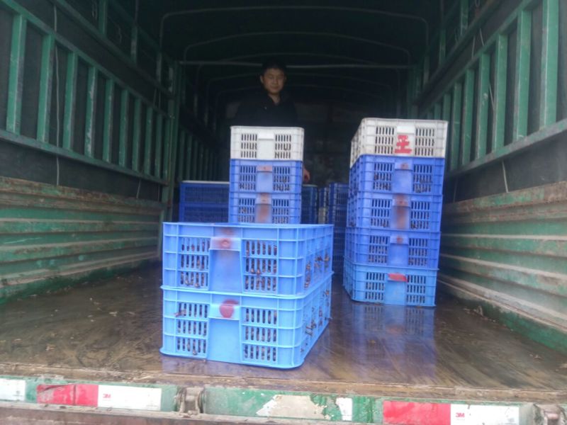 湖北洪湖大量出售优质虾苗！！！！！！！！