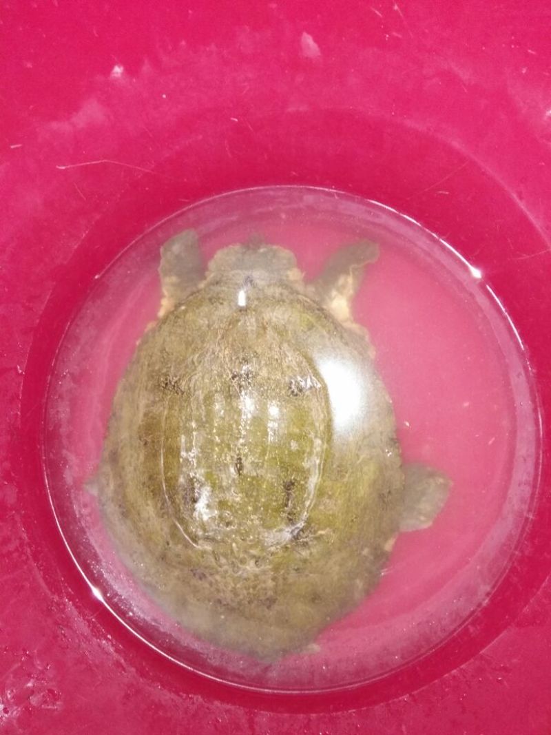 土鲶鱼食用