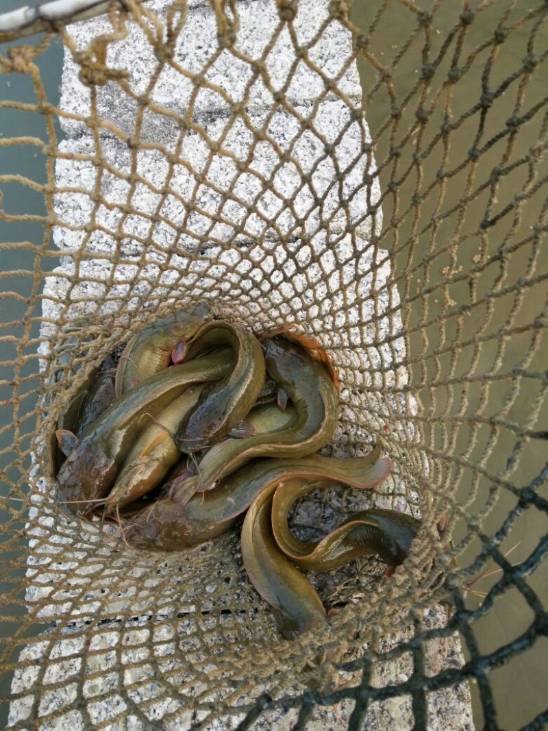 土鲶鱼食用
