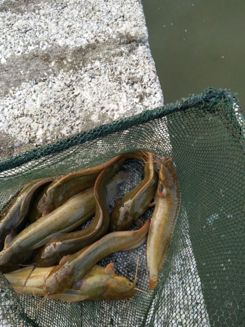 土鲶鱼食用
