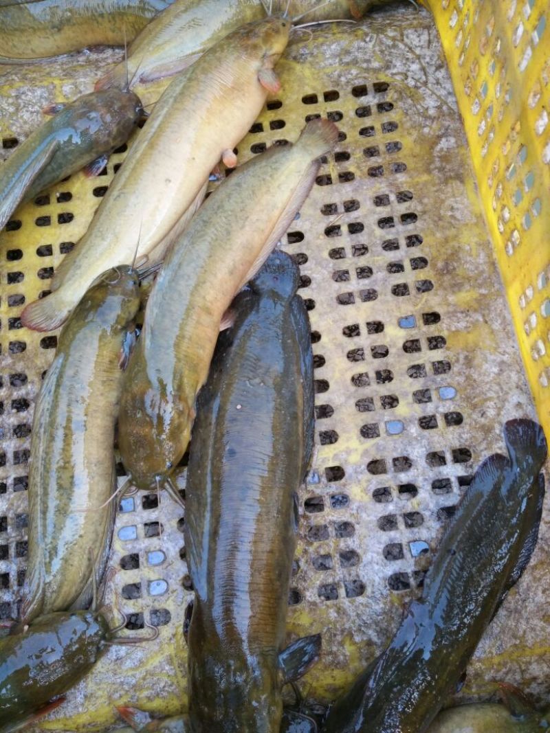 土鲶鱼食用