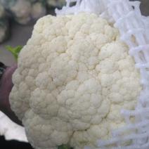 白菜花质量好货源充足，可以供应超市，加工厂