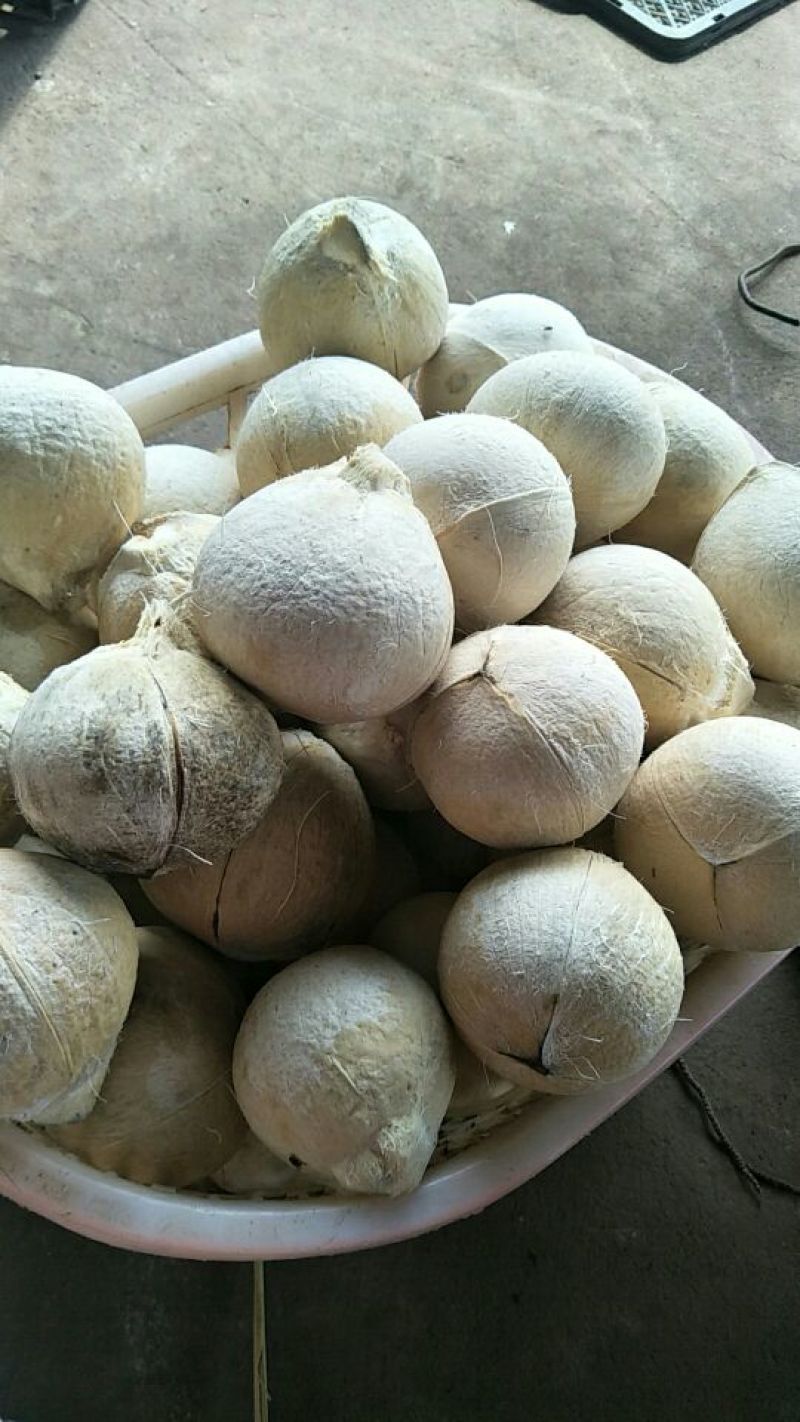 文昌椰白好做文昌鸡的好材料