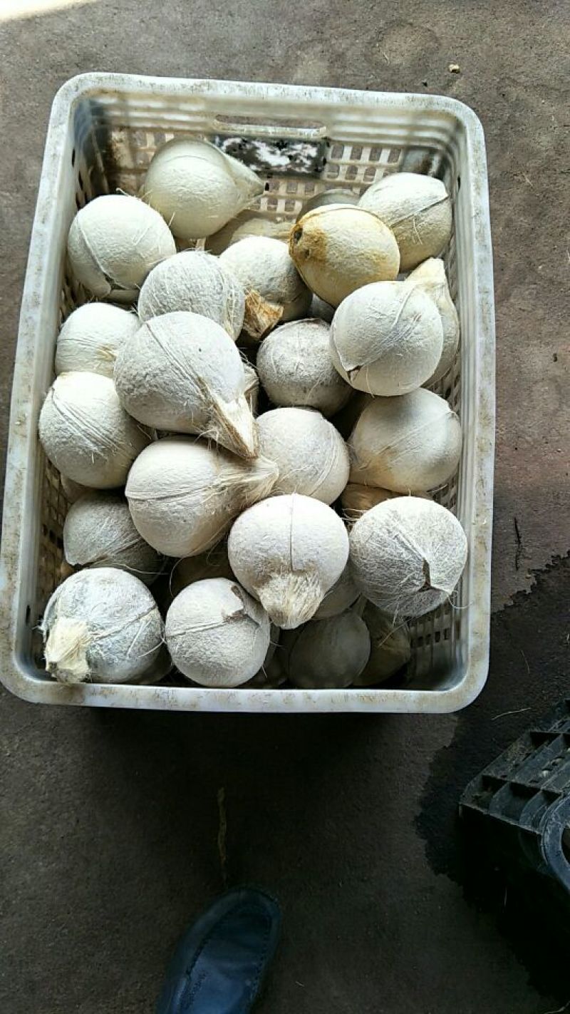 文昌椰白好做文昌鸡的好材料