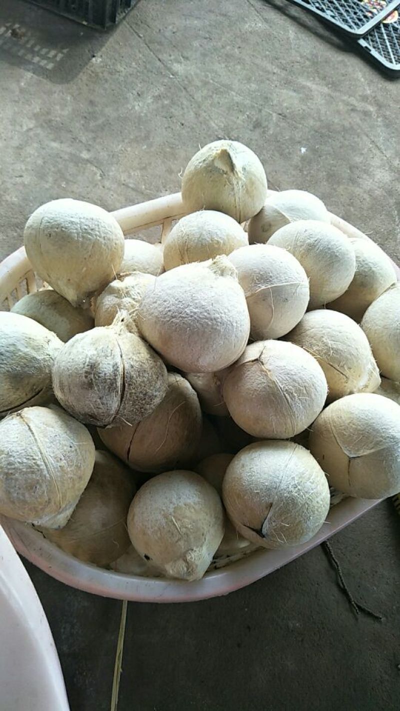 文昌椰白好做文昌鸡的好材料