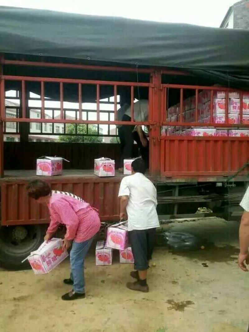 毛桃早中熟品种齐全口感好耐运输交通便利