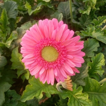 扶郎花