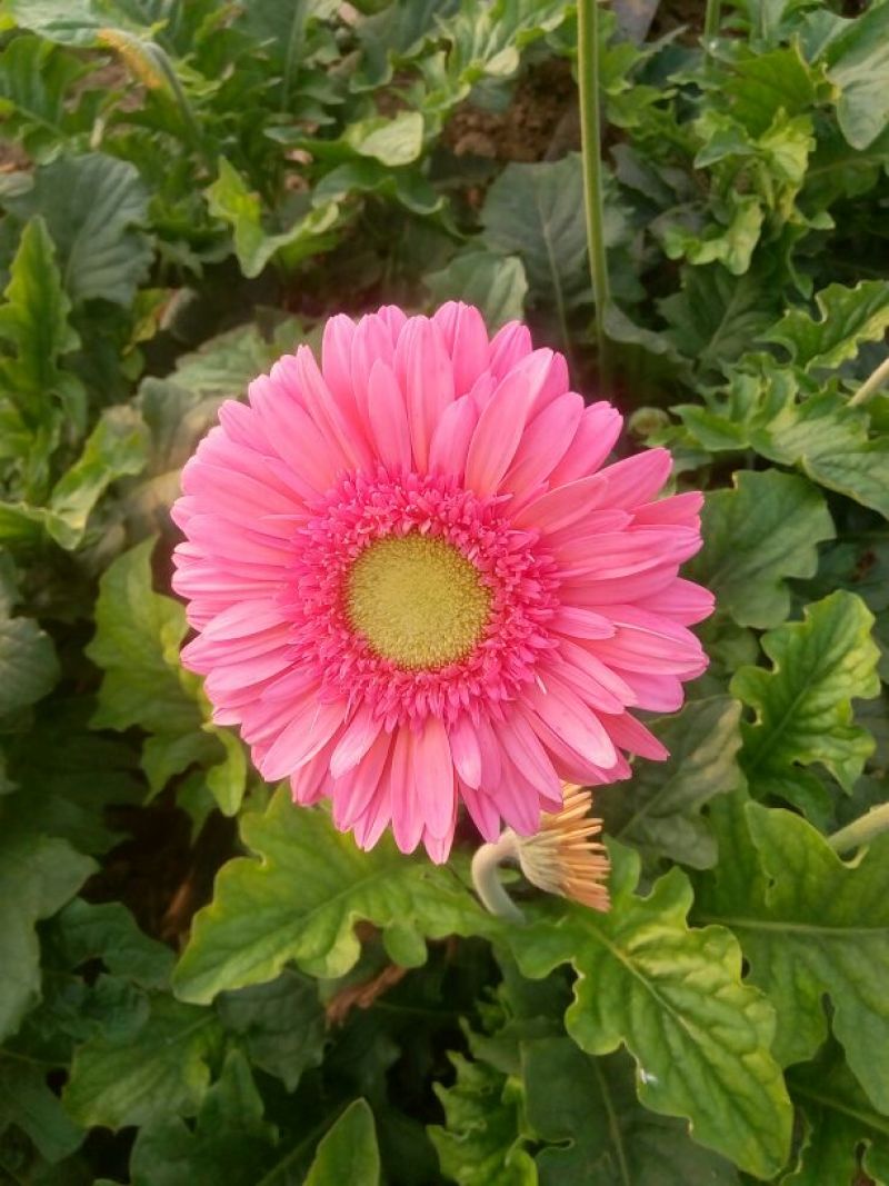 扶郎花