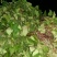 紫薯苗25~35cm美国玉兰紫薯