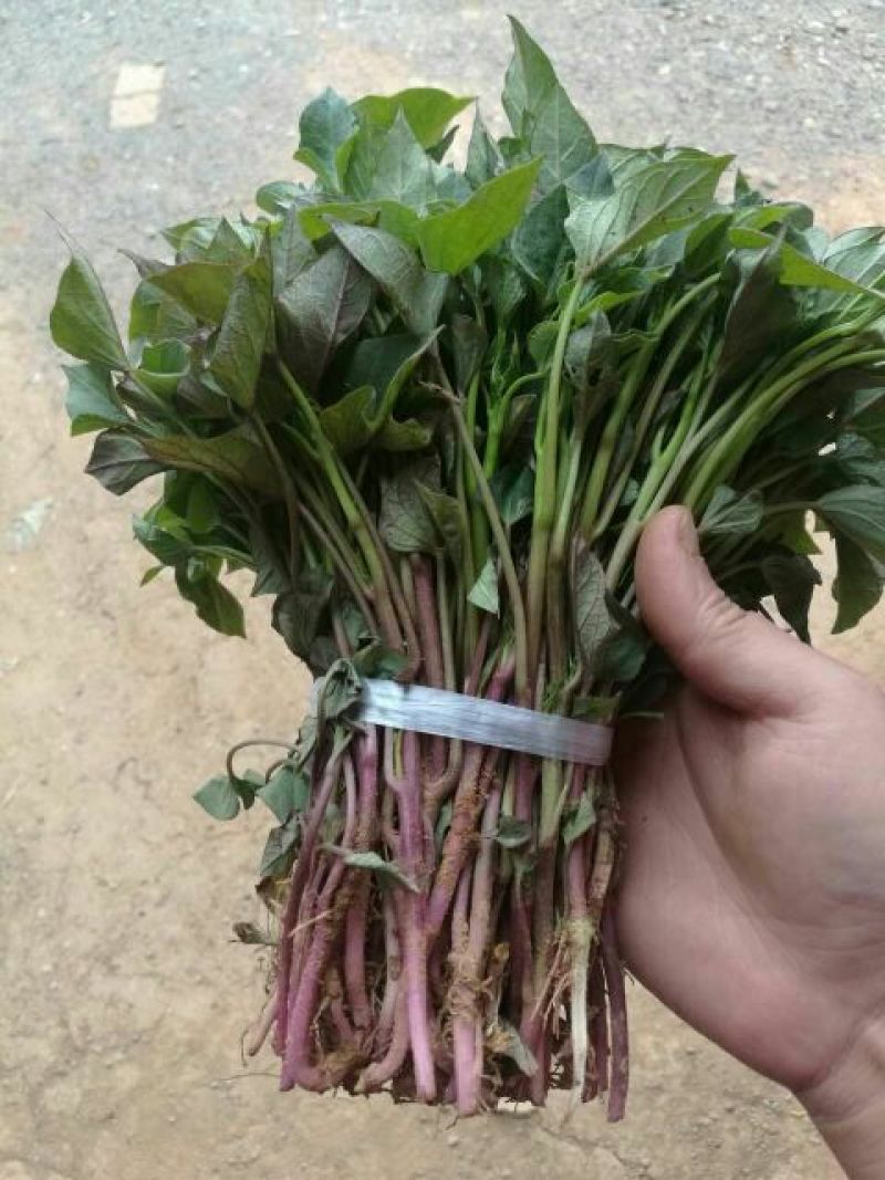 紫薯苗25~35cm美国玉兰紫薯