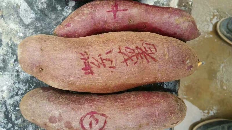 紫薯苗25~35cm美国玉兰紫薯