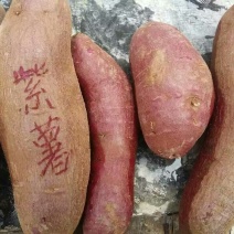 紫薯苗25~35cm美国玉兰紫薯