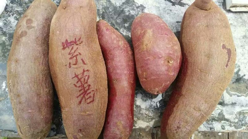 紫薯苗25~35cm美国玉兰紫薯
