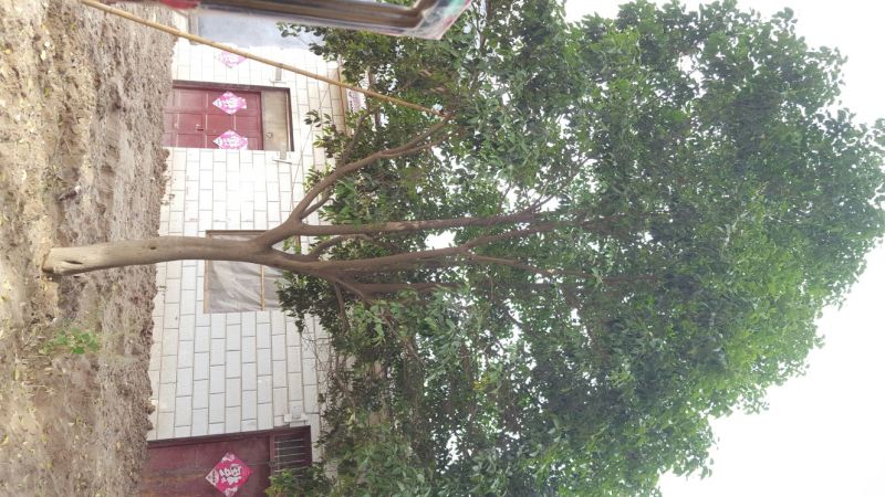 大叶女贞8~10cm